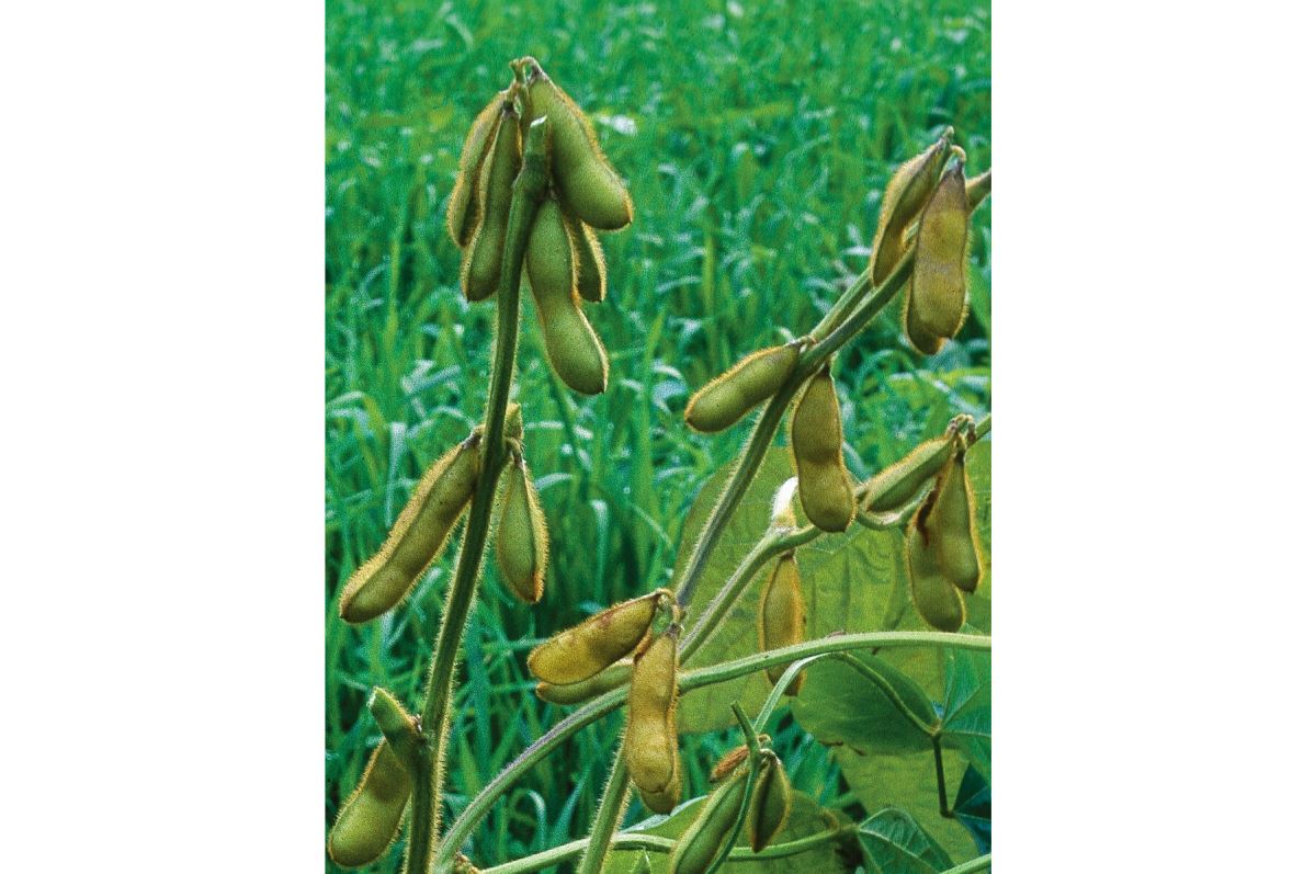 Envy – Soybean Seed